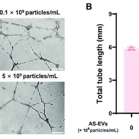 Effect Of AS EVs On The Capillary Like Tube Formation Of HUVECs A