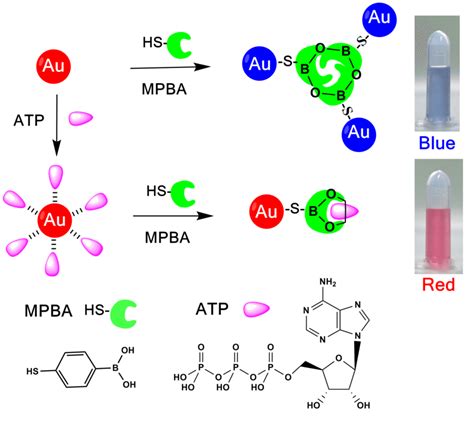 Schematic Illustration Of The AuNPs Based Colorimetric Assay For ATP