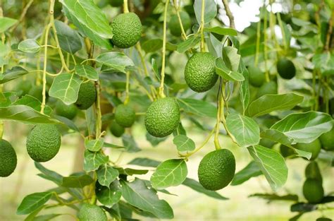 No Fruit On An Avocado Tree: What To Do When An Avocado Won't Produce ...