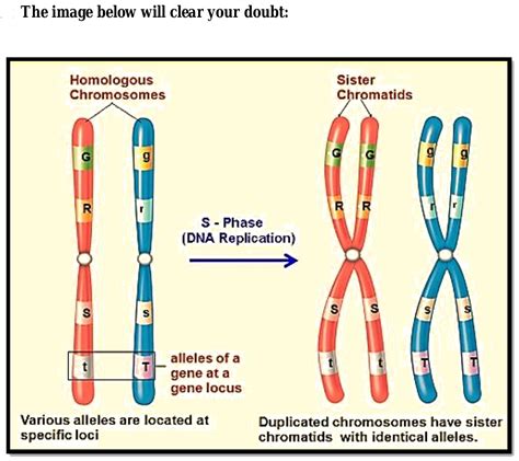 Sister Chromatids And Homologous Chromosomes