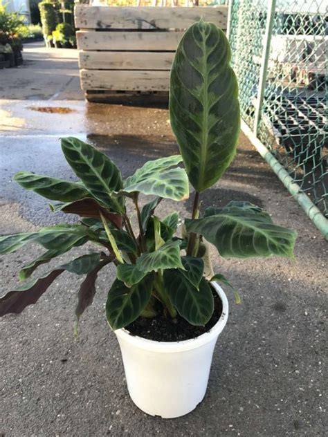 Calathea Warscewiczii – Westlake Nursery