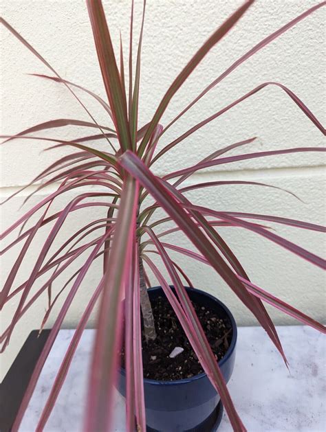 Madagascar Dragon Tree Dracaena Marginata Colorama Ebay