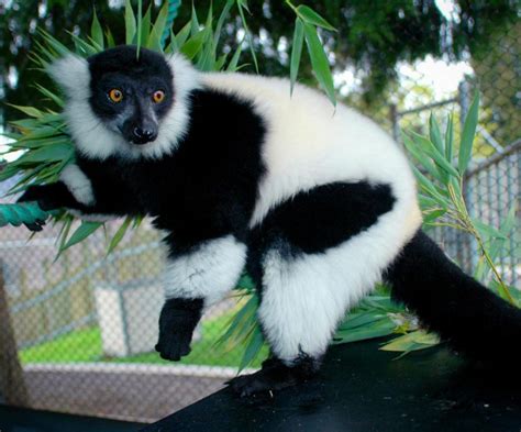 Black and White Ruffed Lemur - Cougar Mountain Zoo