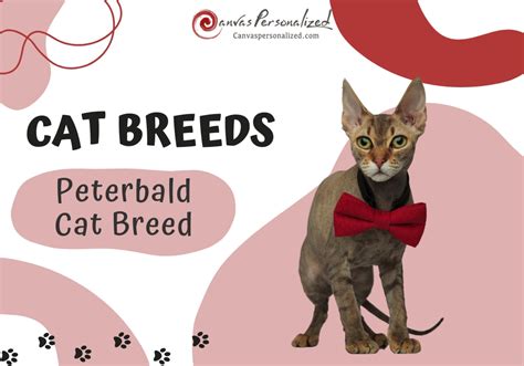 The Ultimate Guide To Peterbald Cat Breed Care And Love