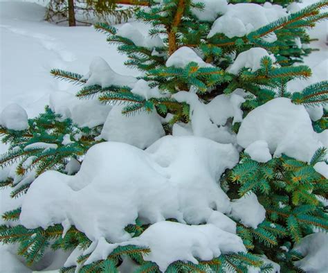 Premium Photo | A snow covered evergreen tree with snow on it