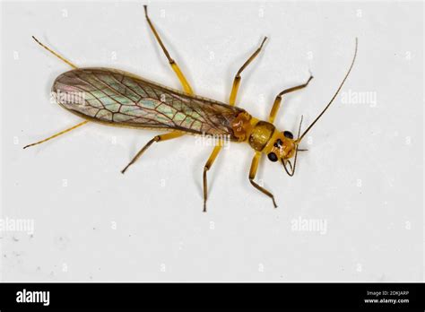 Stonefly larvae hi-res stock photography and images - Alamy