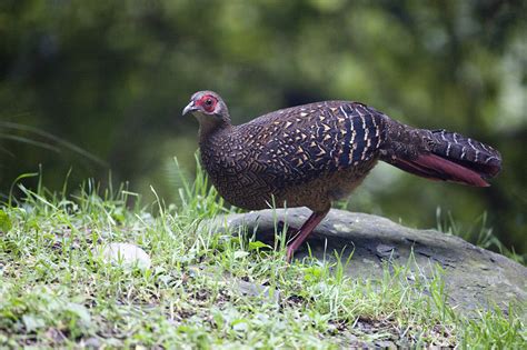 大雪山藍腹鷴 湖光野鳥攝影日誌〈 小溫鏡頭下的光采〉 Udn部落格