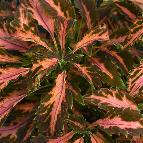 Coleus 'Premium Sun Coral Candy' seeds