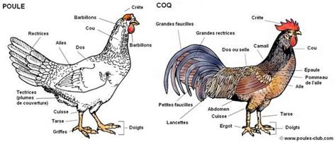 Anatomie Et Morphologie De La Poule Et Du Coq Coq Poulets De Basse