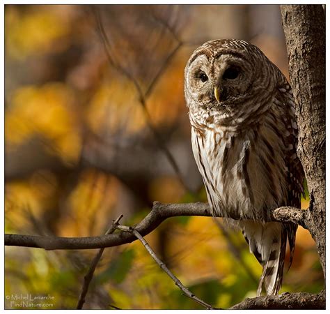 Findnature Photos Chouette Ray E Barred Owl Strix Varia