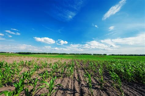 Premium Photo | Corn field in sunset