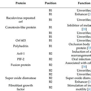 Flowchart of constructing AcMNPV genome containing modified C1 ...