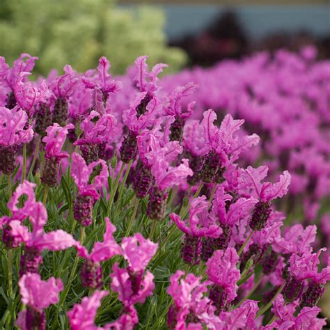 Lavender Garden Express Australias Largest Online Nursery