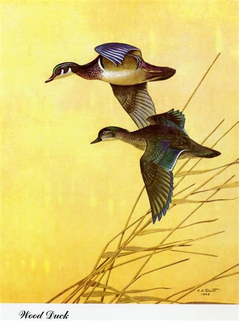 1948 Wood Duck Waterfowl Print Vintage Duck Print Duck Etsy In 2021