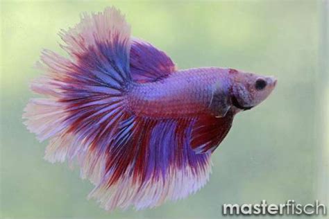 Super Delta Betta Fish