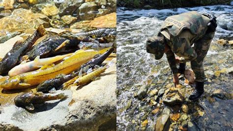 Peixes são encontrados mortos em rio após acidente na Serra Dona