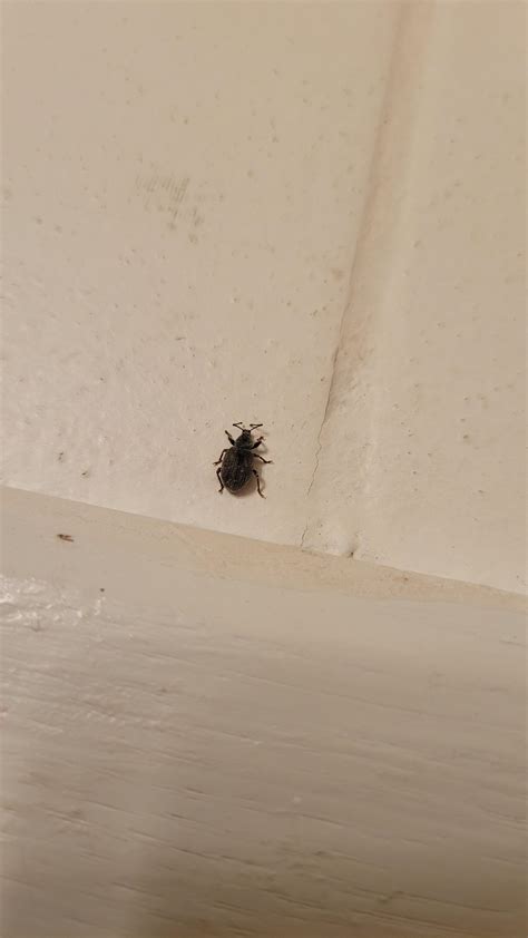 Is this a tick? Baby stink bug? : r/whatsthisbug