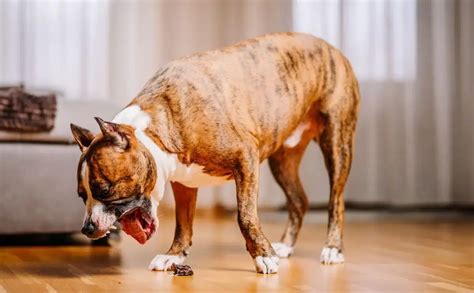 Perch Il Cane Vomita Causa Cura E Prevenzione Al Vomito