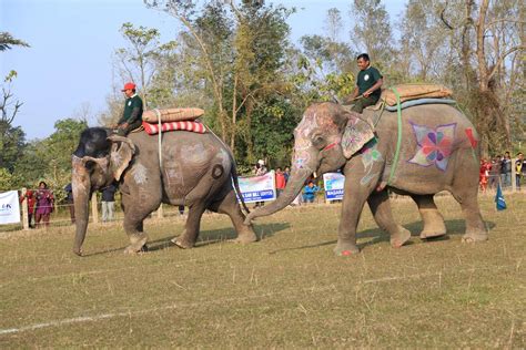 Elephant Festival – HAN Chitwan