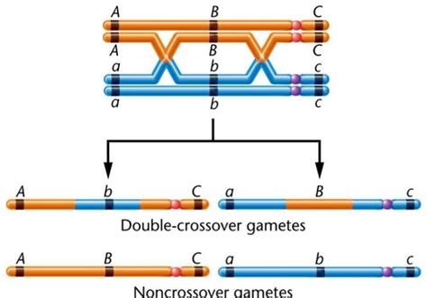 Bio 207 Lecture 10 Linkage Recombination And Mapping Flashcards