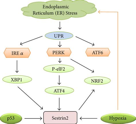 Upregulation Of Sestrin2 Under Endoplasmic Reticulum Stress Genotoxic