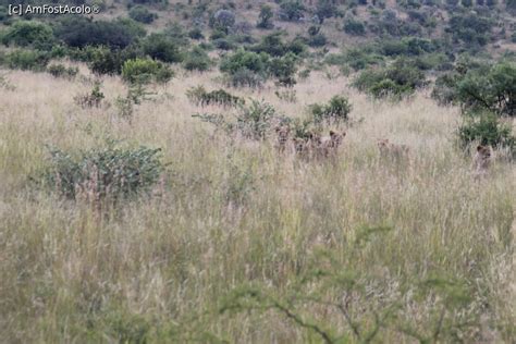 Poze Vacan A N Africa De Sud Excusii I C L Torii P Amfostacolo