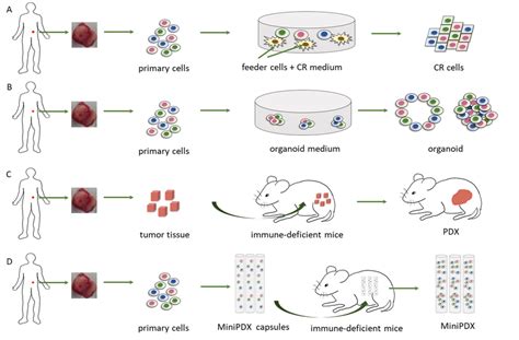 Schematic Representation Of Cr Cells Organoid Minipdx And Pdx For Cr