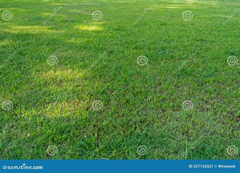 Textura Natural De Fundo Da Grama Verde Imagem De Stock Imagem De