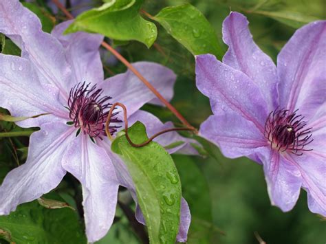 Purple Clematis My Clematis Just Started Blooming This Wee Flickr