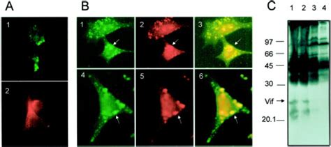 Functional Neutralization Of Hiv Vif Protein By Intracellular