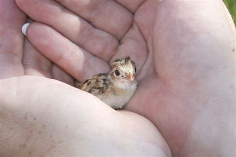 141 best Quails images on Pinterest | Quails, Button quail and Adorable ...