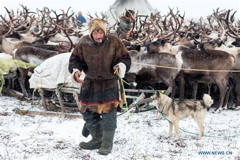 Daily Life Of Nenets In Northern Arctic Russia815