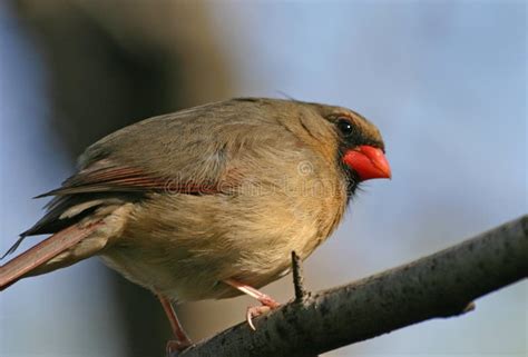 Female cardinal stock image. Image of feather, chest, fluffy - 1157081