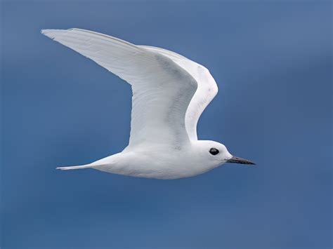 Atlantic White Tern Gygis Alba Birds Of The World