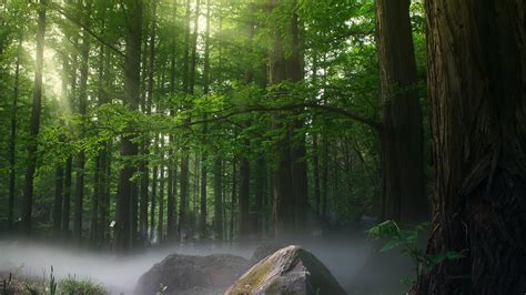 Las Mejores Frases Sobre La Naturaleza