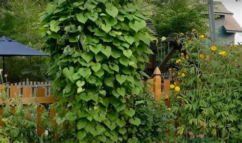 Wisteria Trellis Ideas - GardenProfy