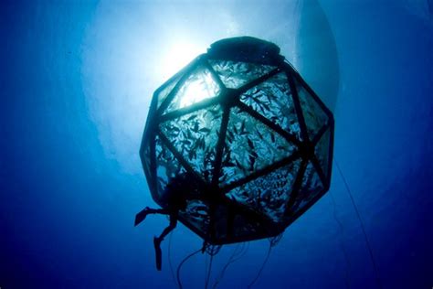 5 Ways To Net A Sustainable Future For Aquaculture World Economic Forum