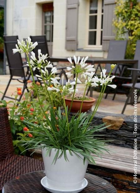 Agapanthus Snow Pixie Minier Solution Pro