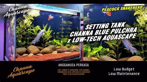 Setting Tank Channa Pulchra Channa X Aquascape Youtube