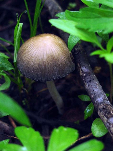 Free Picture Mica Cup Mushroom Coprinus Micaceus