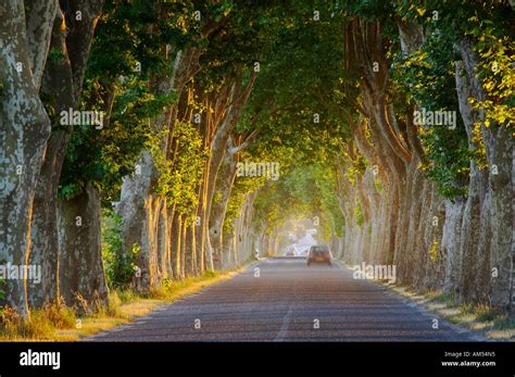 Tree Lined Avenue Stock Photos And Tree Lined Avenue Stock Images Alamy