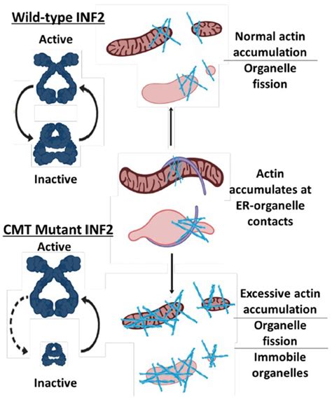 Frontiers Impaired Mitochondrial Mobility In Charcot Marie Tooth Disease