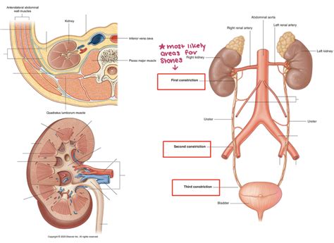 Ap Gu Anatomy Pt Diagram Quizlet