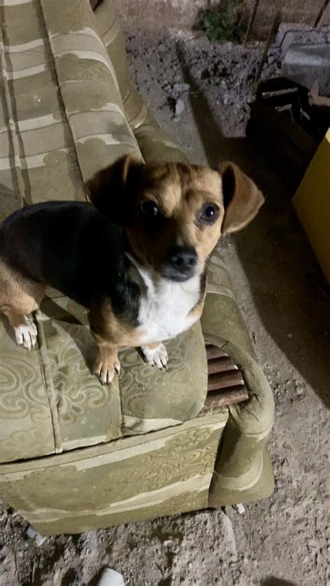 Mascotas En Adopción