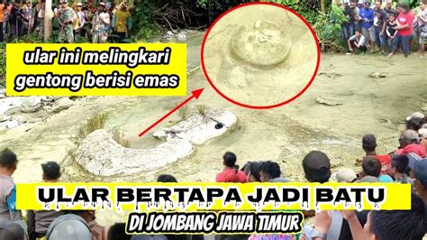 Lagi Viral Di Jombang Ular Raksasa Bertapa Jadi Batu Jadi Tontonan