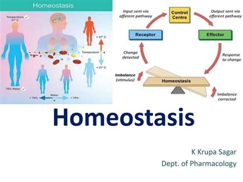 Homeostasis Definition Types Examples Applications 45 Off