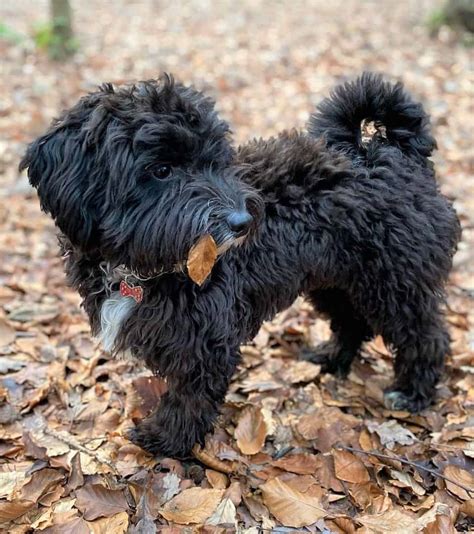 Black Terrier Poodle Mix