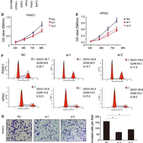 Znf Promotes Pancreatic Cancer Cell Proliferation And Invasion The