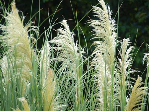 Hierba De Pampa Del De Pumila Del De Selloana Del Cortaderia Foto