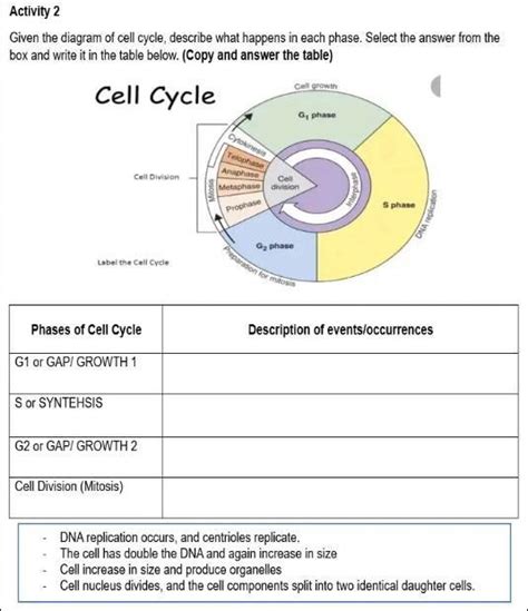 Activity 2 Given The Diagram Of Cell Cycle Describe What Happens In Each Phase Select The